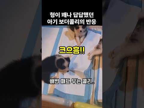 "눈치 챙겨.." 형이 답답했던 아기 보더콜리의 반응. 개똑똑해 thumbnail