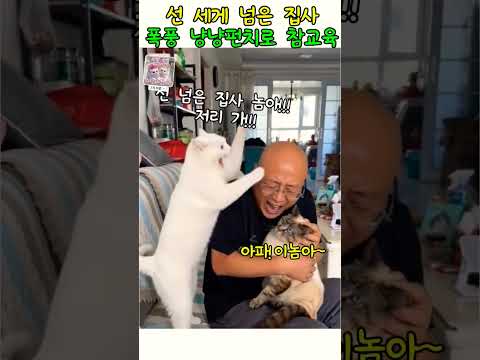 집사가 선 많이 넘을때 냥이 반응#고양이#동물 thumbnail