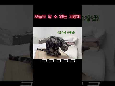 너 고양이 아니지 thumbnail