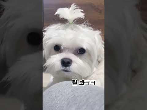 [모아보기/앤씨아] 모아: 왜 괜히 시비야;;; | 모아 근황 thumbnail