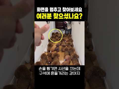 난이도 최상이라는 강아지 분신술 ㅋㅋ 한번 찾아보세요 #강아지 #푸들 #반려견 #각종유머 #웃긴영상 #웃긴짤 #유머 #funny #dog #puppy thumbnail