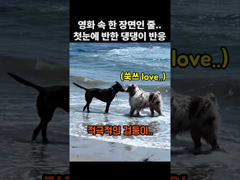첫눈에 반한 댕댕이의 반응.. 영화속 한 장면인 줄! ㅋㅋ thumbnail