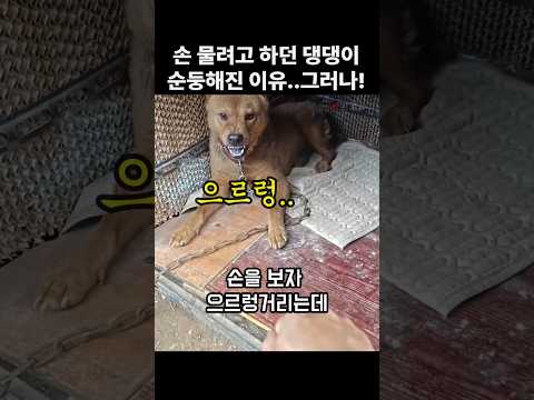 "으르렁.." 손 보고 짖던 댕댕이가 갑자기 순둥해진 이유.. 반전 결말 thumbnail