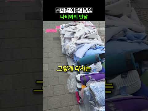 짧지만 아름다웠던 나비와의 만남 thumbnail