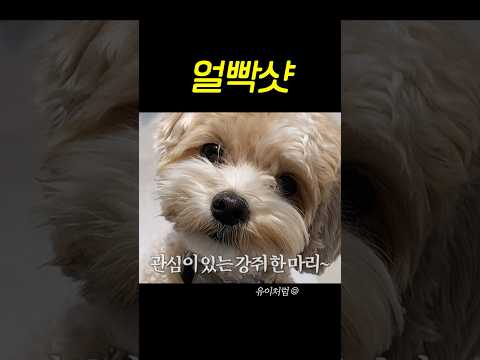 얼빡샷 #유이 #강아지 thumbnail
