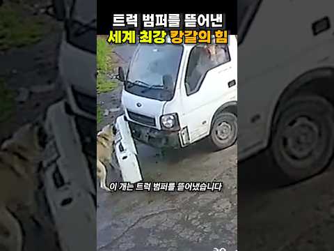트럭 범퍼를 뜯어낸 세계 최강 캉갈의 힘 😭😭 thumbnail