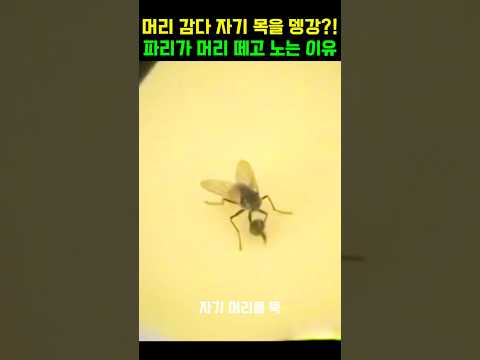 파리가 머리를 때어내어 가지고 노는 이유#동물다큐#동물쇼츠#자연다큐#파리 thumbnail