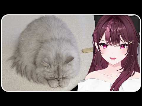 왕쫄보찐따집순이포리 thumbnail
