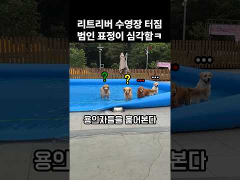 "너구나?.." 댕댕이 표정만 봐도 딱 알겠다! ㅋㅋㅋ thumbnail