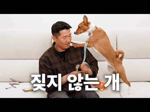 아프리카 대표 견종 등장 | 견종백과 바센지편 thumbnail