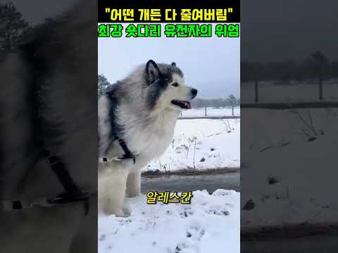 최강 숏다리 유전자의 위엄#동물쇼츠#반려동물 thumbnail