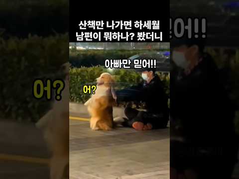 가정에 충실했던 내남편, 집에 늦게오자 몰래 따라가봤더니 #보더콜리 thumbnail