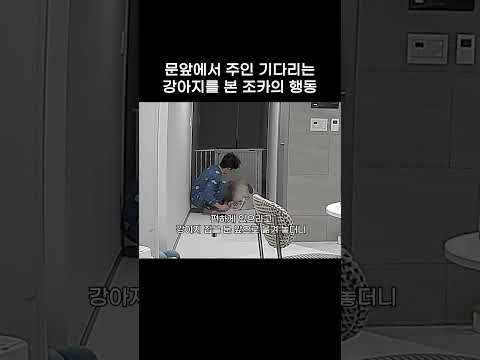 외출했을때 조카가 강아지에게 한 행동 thumbnail