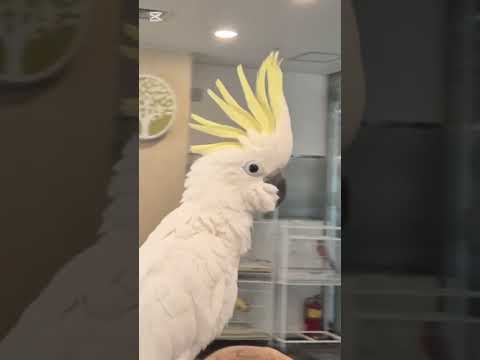 코카투 앵무새 양파#코카투#하트#파주운정리프패럿 thumbnail