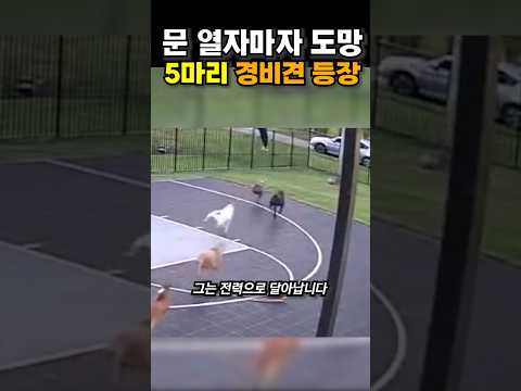 문 열자마자 도망, 5마리 경비견 😭😭 thumbnail