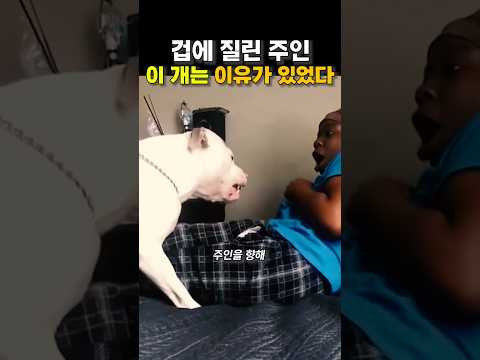 겁에 질린 주인, 이 개는 이유가 있었다 😭😭 thumbnail