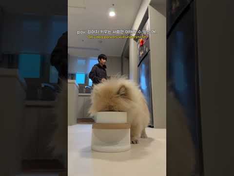 강아지 키우는 사람만 아는거 thumbnail