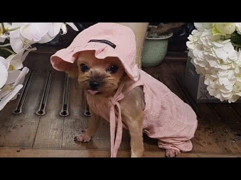 [소통방송] 문재인은 과연 어떻게 강아지를 버릴 수 있을까? thumbnail