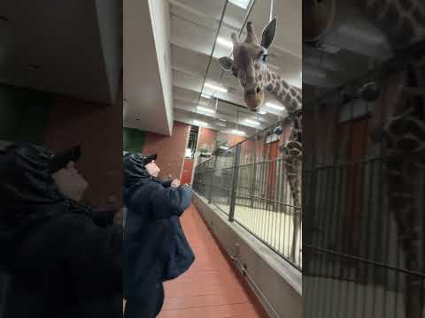 @denverzoo thumbnail
