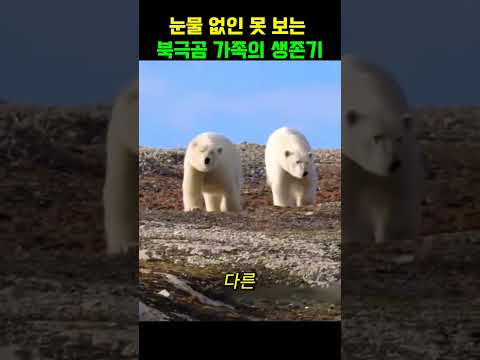 굶주린 북극곰 가족의 잔혹한 생존 드라마#동물다큐#야생동물#동물쇼츠 thumbnail