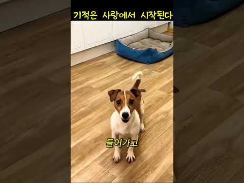 뒷다리가 마비된 유기견에게 따뜻한 손길#동물다큐#반려동물#동물쇼츠 thumbnail