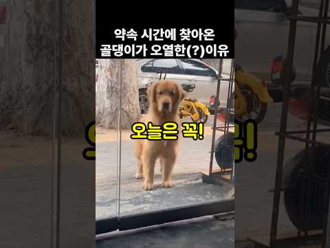가게 앞에서 댕댕이가 오열한 이유. 개웃김 thumbnail