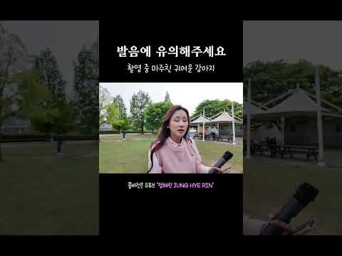시바견 귀여워 thumbnail