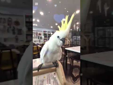 ☆이건 소리 켜고 봐야 함☆#박자편집 #편집영상 #리듬편집 #비트편집#영상편집 #편집감각 #shorts #유튜브쇼츠#중독영상 #쾌감 #비트#파주운정리프패럿 thumbnail