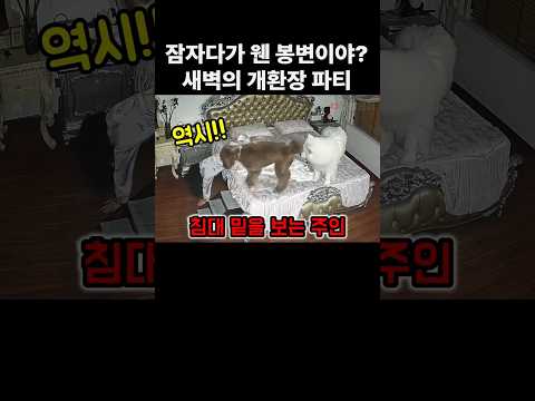 진짜 난리부르쓰 대환장파티. 댕댕이들은 개신남 thumbnail