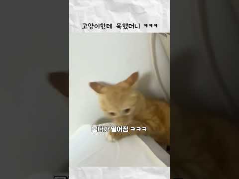 고양이한테 욕했더니 ㅋㅋㅋ thumbnail
