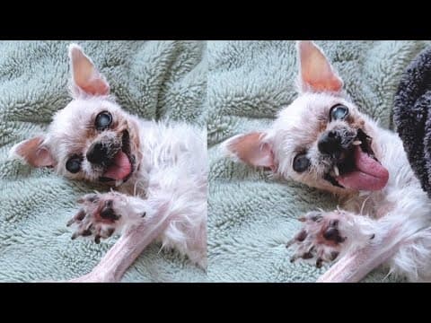 네네 쉔네 갑니다 가요💩🧹(7) thumbnail