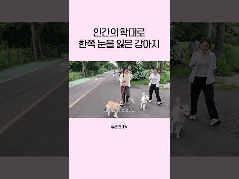 잔인한 동물 학대 thumbnail