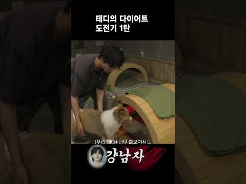 테디의 다이어트 도전기 1탄 thumbnail