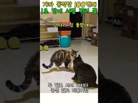 겁쟁이 냥이의 요란한 동작들 ㅋ ㅋ #동물쇼츠#반려동물#동물다큐 thumbnail