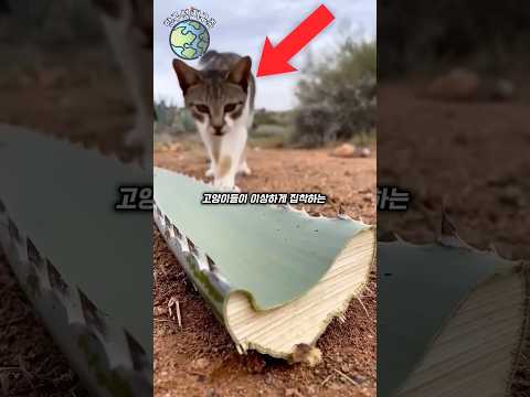 고양이들이 환장하는 식물 thumbnail