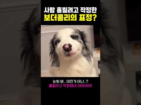 어머 눈빛 봐! 홀릴려고 작정한 강아지의 표정 ㅋ thumbnail