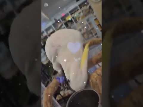고양새 너무 귀엽다#고양이 챌린지 #앵무새 #코카투#파주운정리프패럿 thumbnail