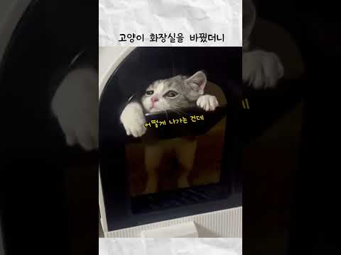 고양이 화장실을 바꿨더니 thumbnail