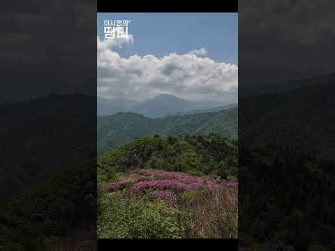 5월14일 지리산 바래봉 철쭉 만개! 이번 주말 지리산으로 고고! #지리산 #철쭉 #바래봉 #이시영 #leesiyoung thumbnail