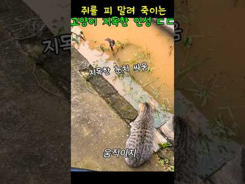 쥐를 지독하게 따라가는 고양이#고양이 #동물다큐#반려동물 thumbnail