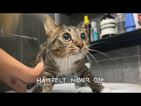 [HA:TFELT NEVER DIE] Ep.15 매일매일 그리고 UFO thumbnail