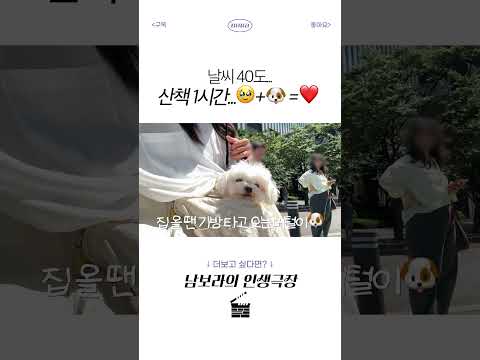 강이지 키우는게 쉽지 않은 이유... 더워도 나가야 함 thumbnail