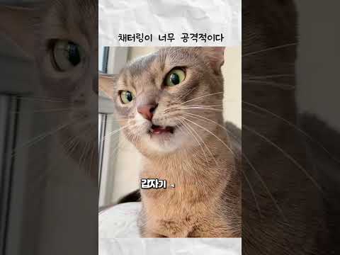 채터링이 너무 공격적이다 thumbnail