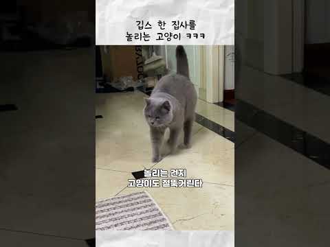 깁스 한 집사를 놀리는 고양이 thumbnail
