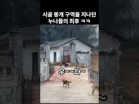 누나들이 댕댕이 구역을 지나가면 생기는 일 ㅋㅋ thumbnail