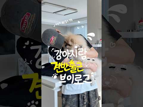 분리불안 있는 주인 thumbnail