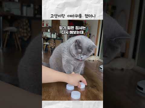 고양이랑 야바위를 했더니 thumbnail