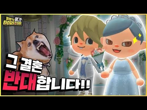 주인 결혼 소식에 개빡친 강아지 | 월간 하이라이트 11월 [자빱TV] thumbnail