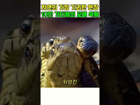 왜 10만 마리 뱀들이 뒤엉켜있을까?#동물다큐#동물쇼츠 thumbnail