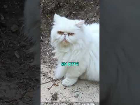 This GRUMPY CAT Is TOO RELATABLE... thumbnail